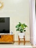  Trầu bà lá xẻ kèm đôn gỗ [Monstera] 