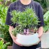  Tùng Vạn Niên Bonsai Mix May Mắn Cặp Đôi 