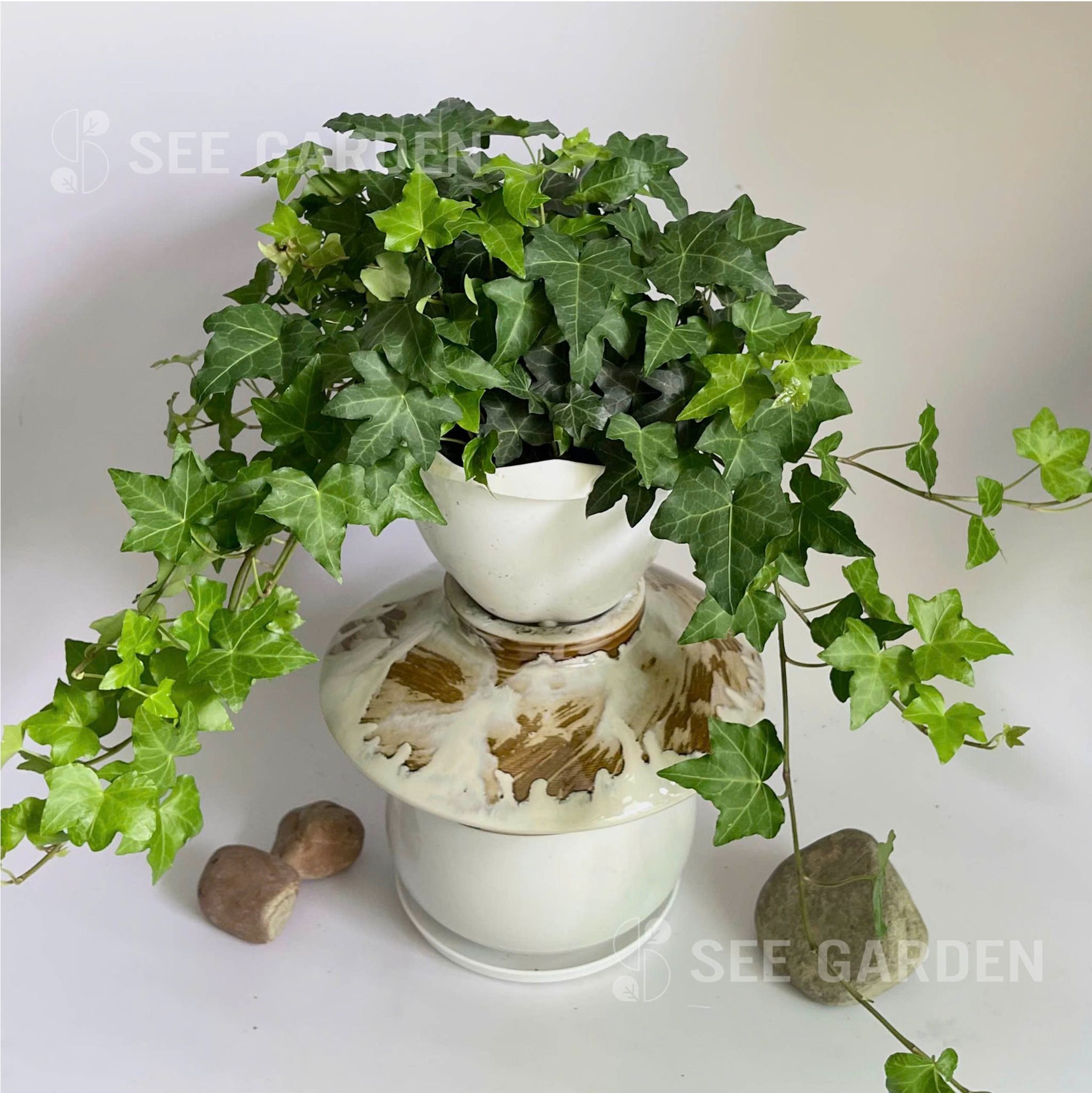  [NOPOT] Thường xuân xanh 
