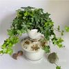 [NOPOT] Thường xuân xanh