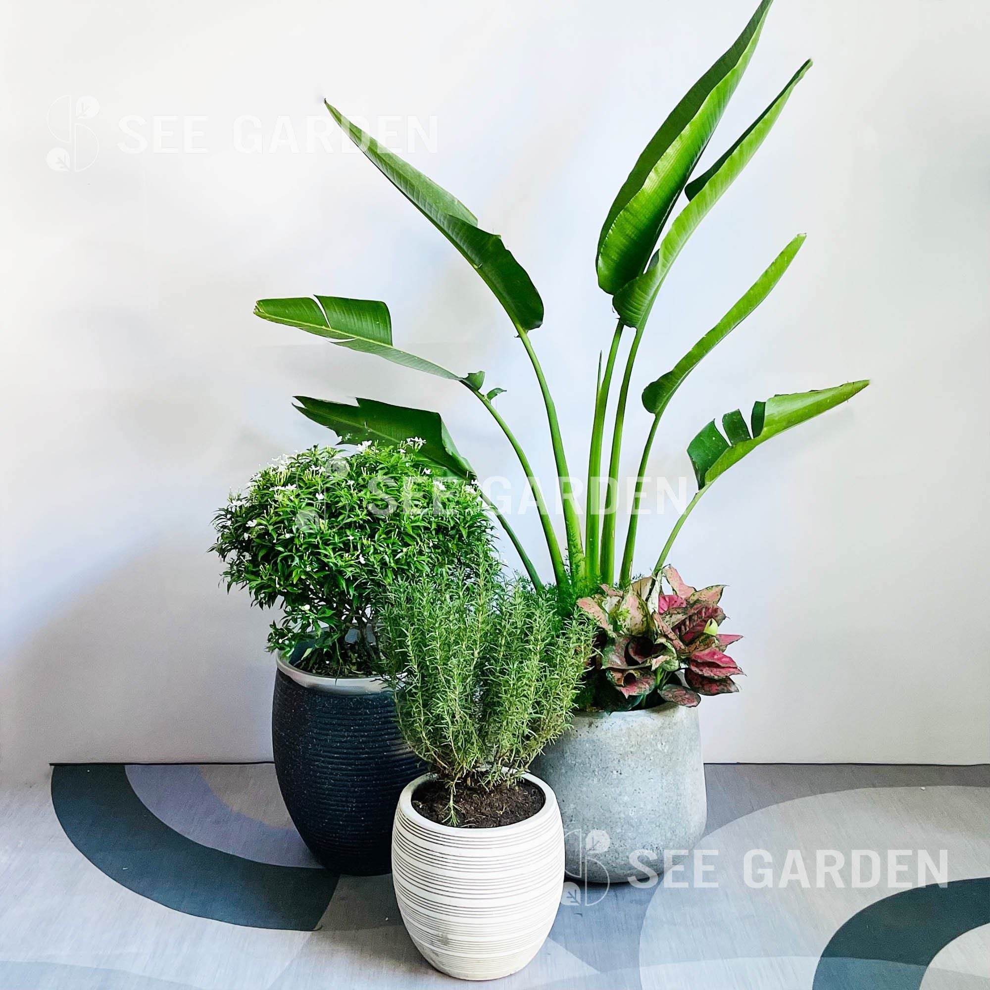  [Balcony] Set Chuối Rẽ Quạt 1 