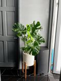  Trầu bà lá xẻ kèm đôn gỗ [Monstera] 