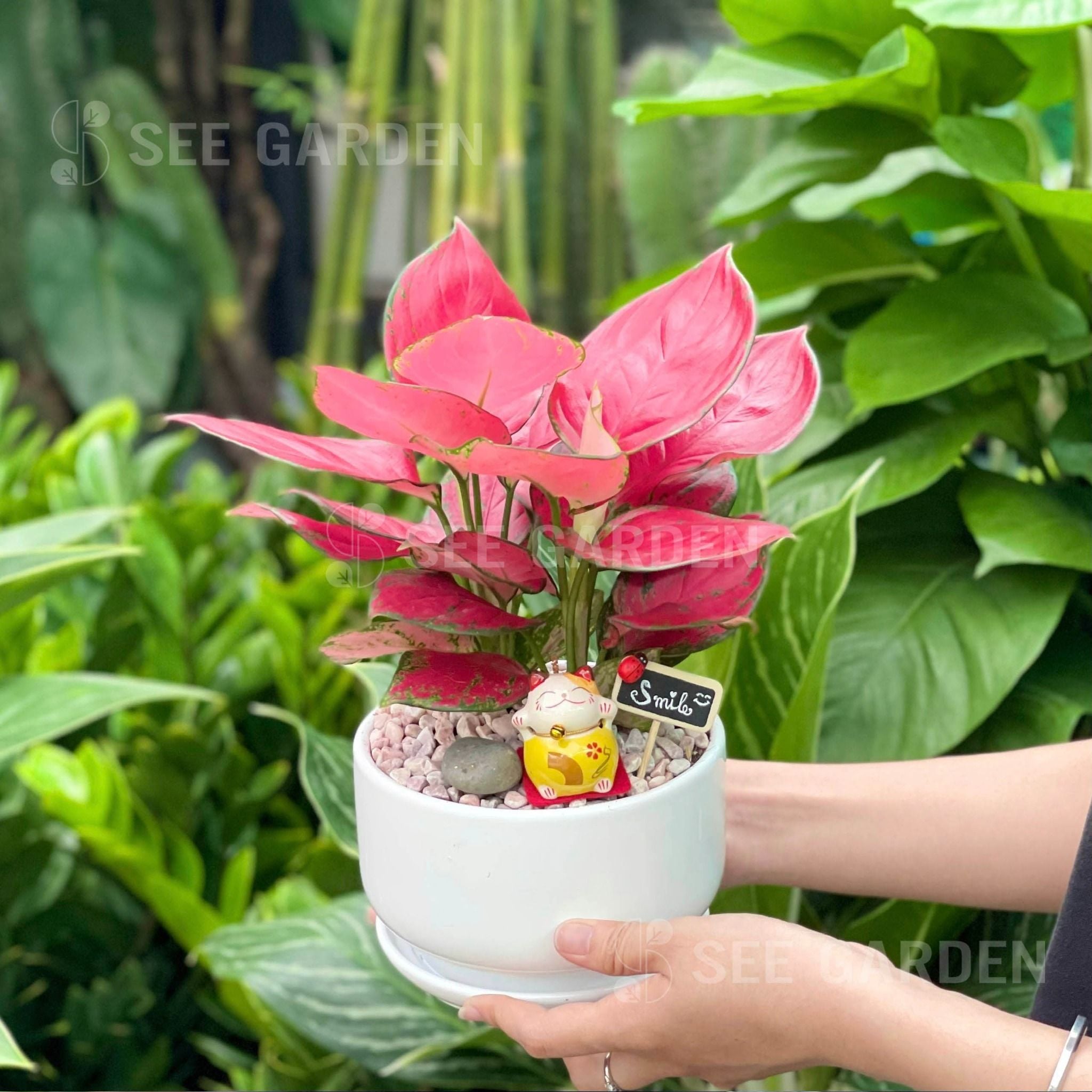  Hồng Phát Lộc Mèo Sứ 