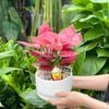  Hồng Phát Lộc Mèo Sứ 