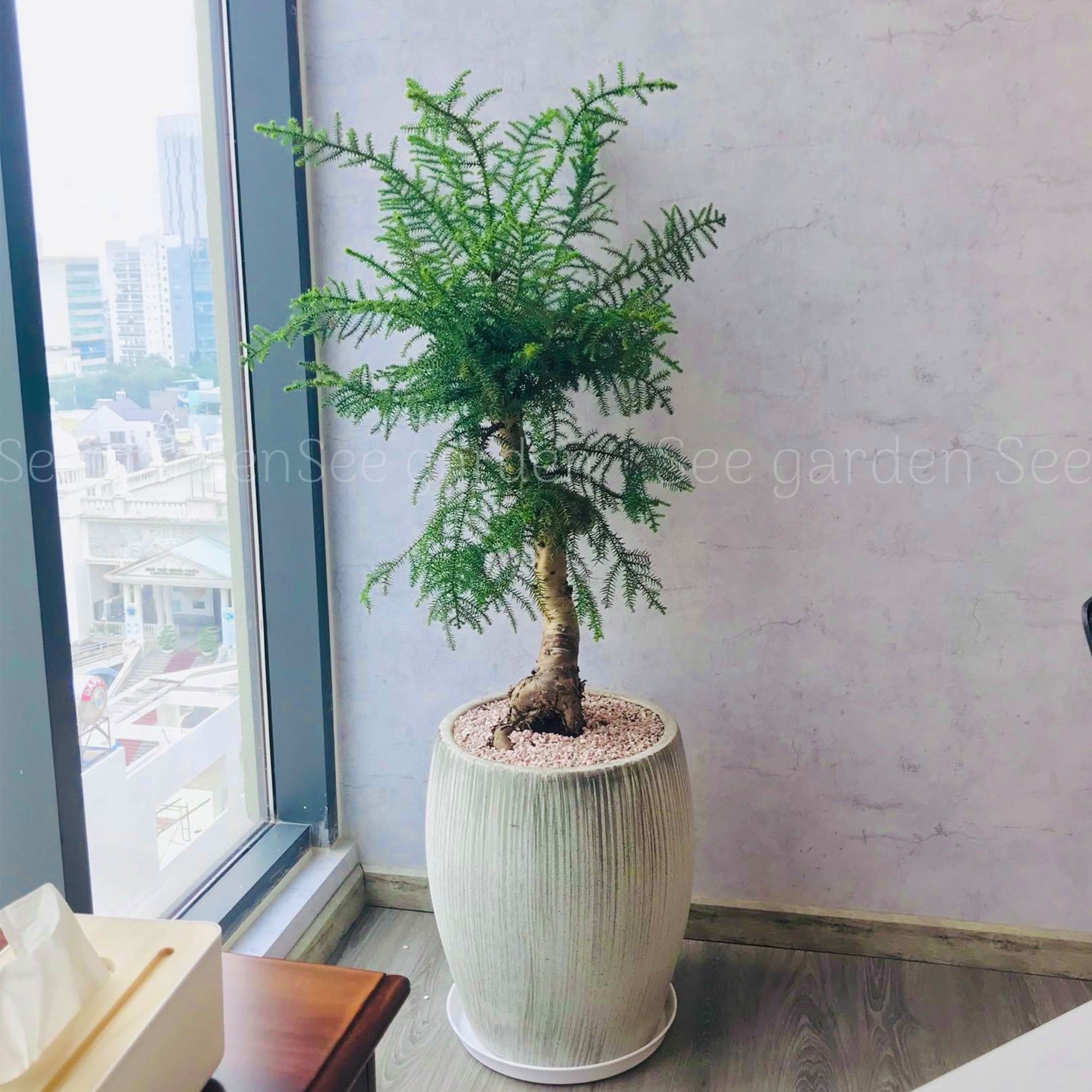  Tùng Bồng Lai Cổ Thụ Kèm Chậu 