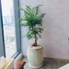 Tùng Bồng Lai Cổ Thụ Kèm Chậu