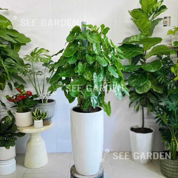  Trầu Bà Pháp Chậu Ly LT2 