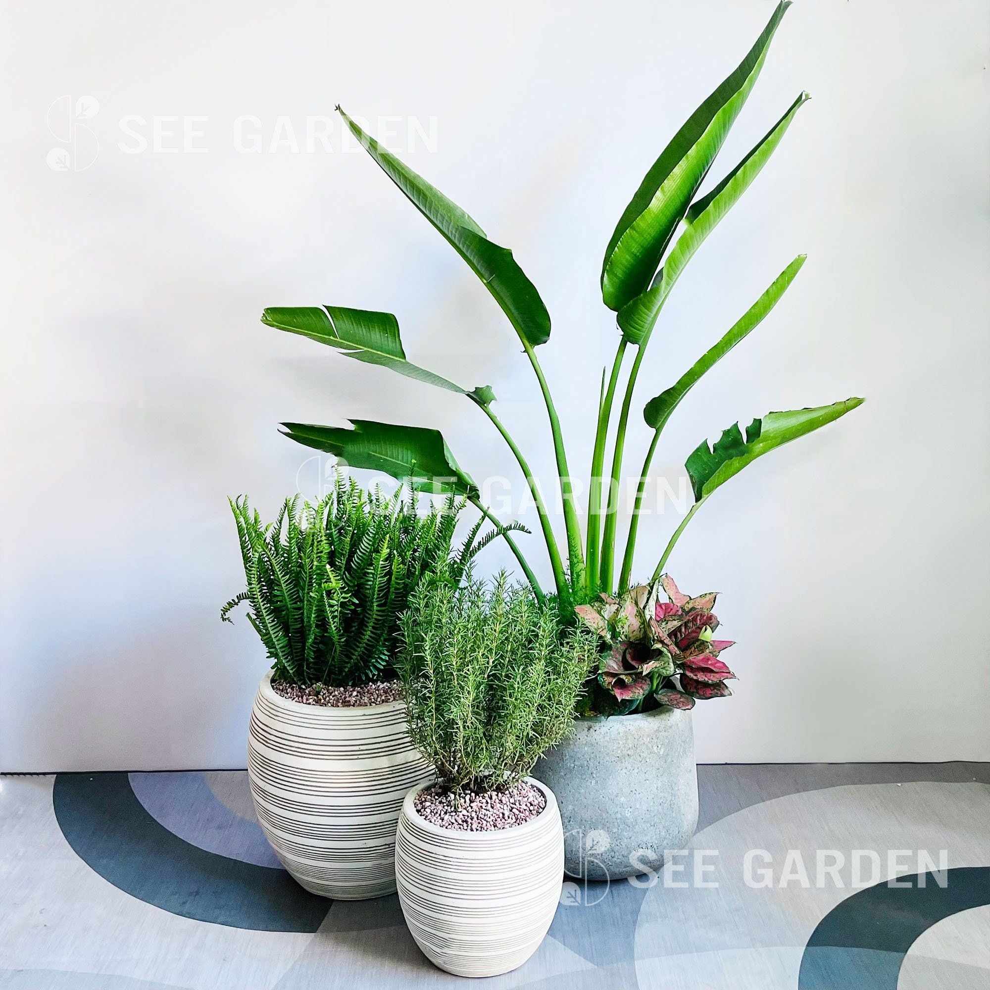  [Balcony] Set Chuối Rẽ Quạt 2 