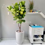  Chậu Vân Lưới LV1 