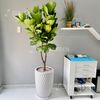  Chậu Vân Lưới LV1 