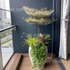  [Balcony] Bàng Cẩm Thạch Mix 