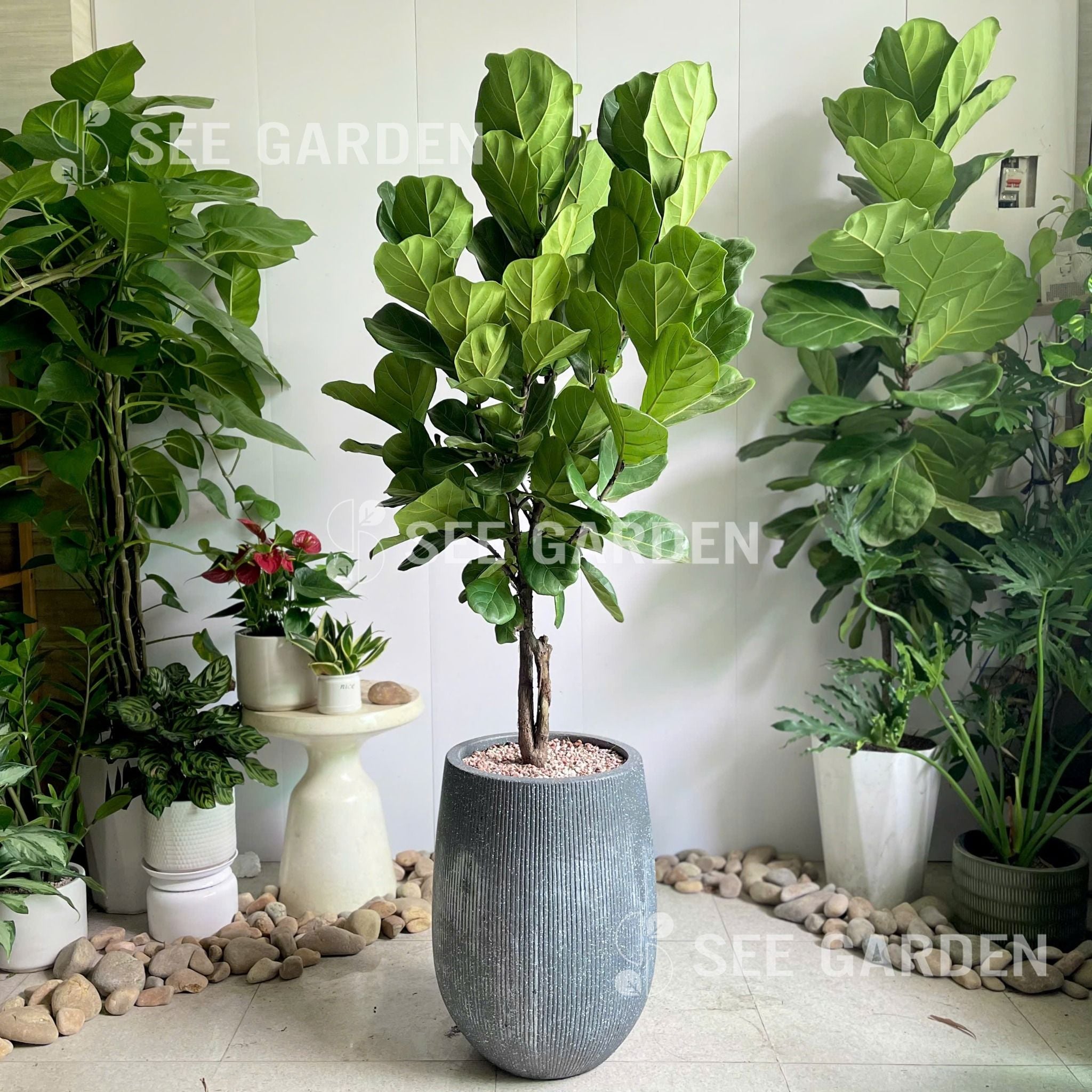  Bàng Singapore Size Lớn Chậu XM Kẻ Đen 