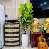  Bàng sing chậu LT2 [Fiddle-Leaf Fig Tree] 