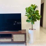  Bàng sing chậu LT2 [Fiddle-Leaf Fig Tree] 