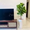  Bàng sing chậu LT2 [Fiddle-Leaf Fig Tree] 