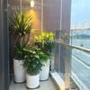  Bộ 3 Cây Trồng Ban Công [Combo Balcony] 