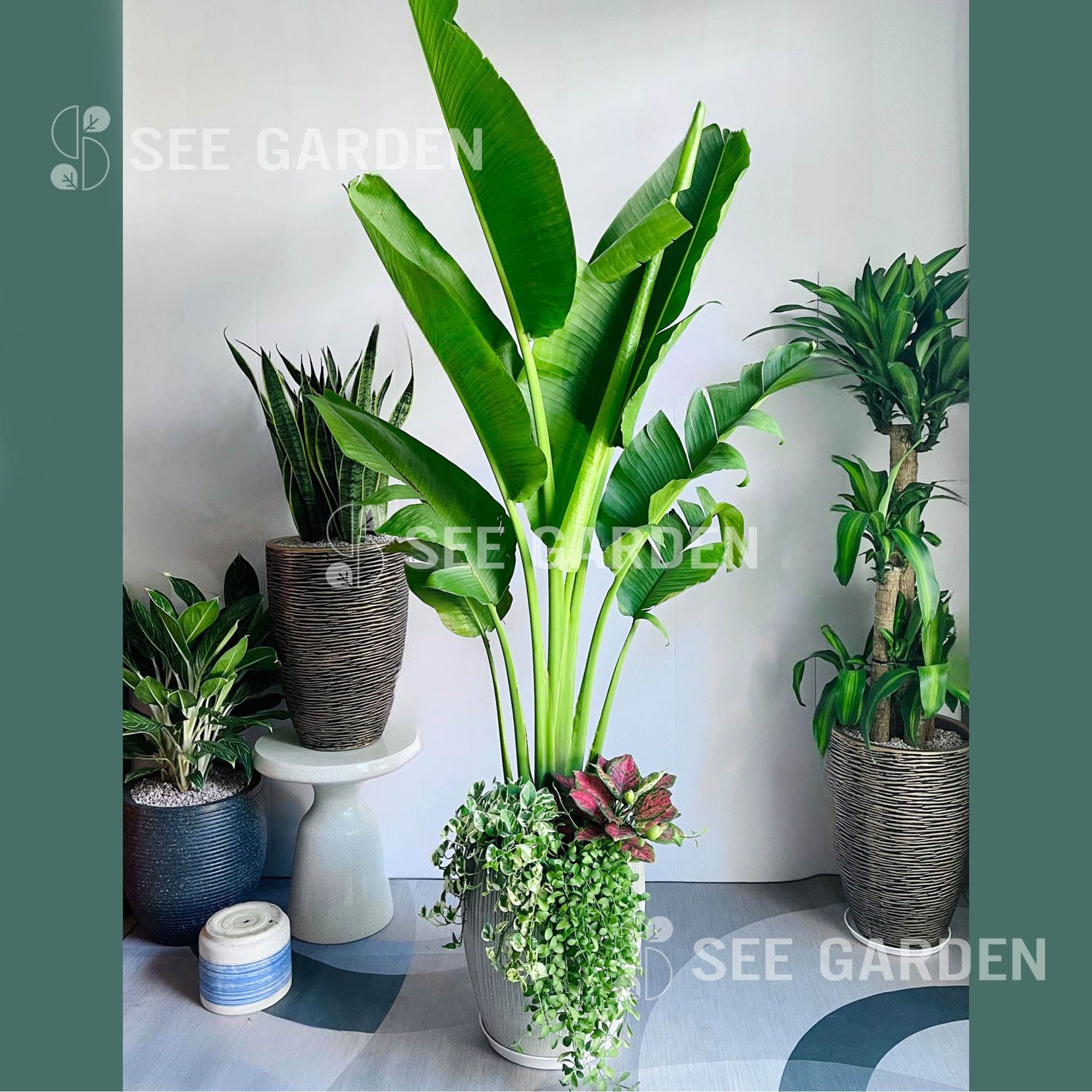  [Balcony] Chuối Rẽ Quạt Mix 