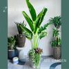  [Balcony] Chuối Rẽ Quạt Mix 