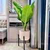 Đại Phú Chậu Trụ Kèm Đôn Gỗ