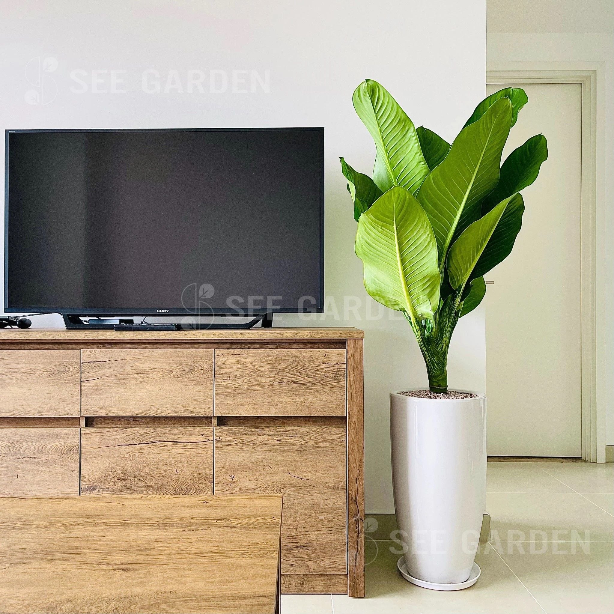  Đại Phú Gia Chậu LT2 [Green Aglaonema Tree] 