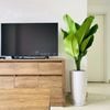 Đại Phú Gia Chậu LT2 [Green Aglaonema Tree]