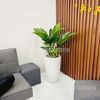 Trầu Bà Đế Vương Xanh Chậu Ly LV2