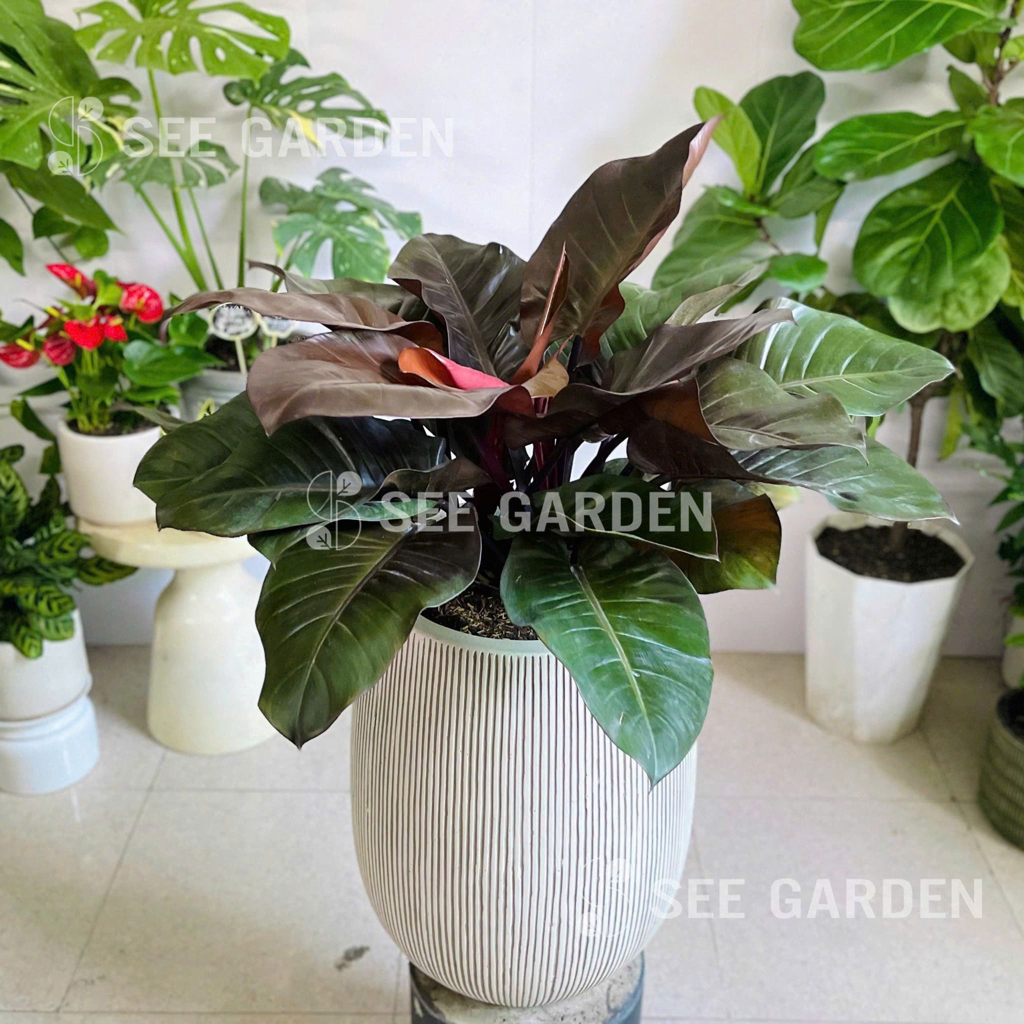  Trầu Bà Đế Vương Nâu Chậu XM Giọt Nước Trắng 