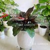 Trầu Bà Đế Vương Nâu Chậu XM Giọt Nước Trắng