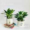 Đế Vương Xanh Mini [Imperial Green Philodendron]