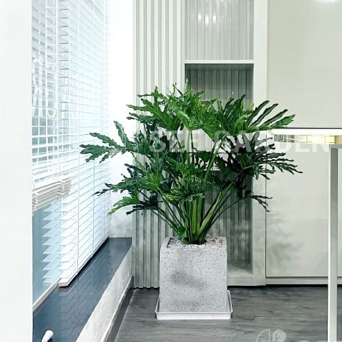  Trầu bà Thanh Xuân XM30 [ Split Philodendron leaf ] 
