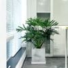 Trầu bà Thanh Xuân XM30 [ Split Philodendron leaf ]