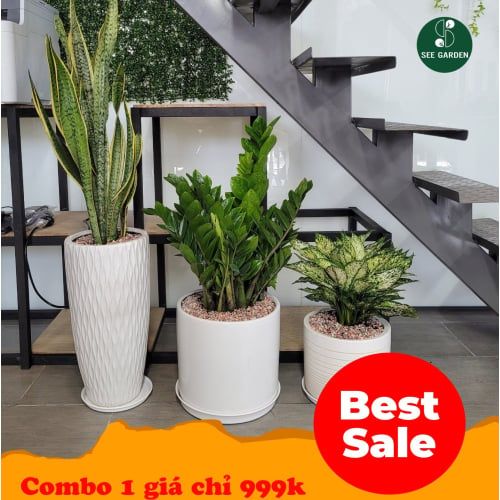  Combo cây trong nhà 1 