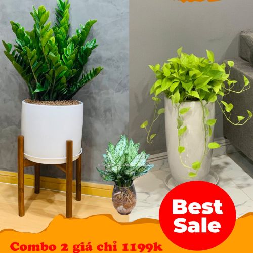  Combo cây trong nhà 2 