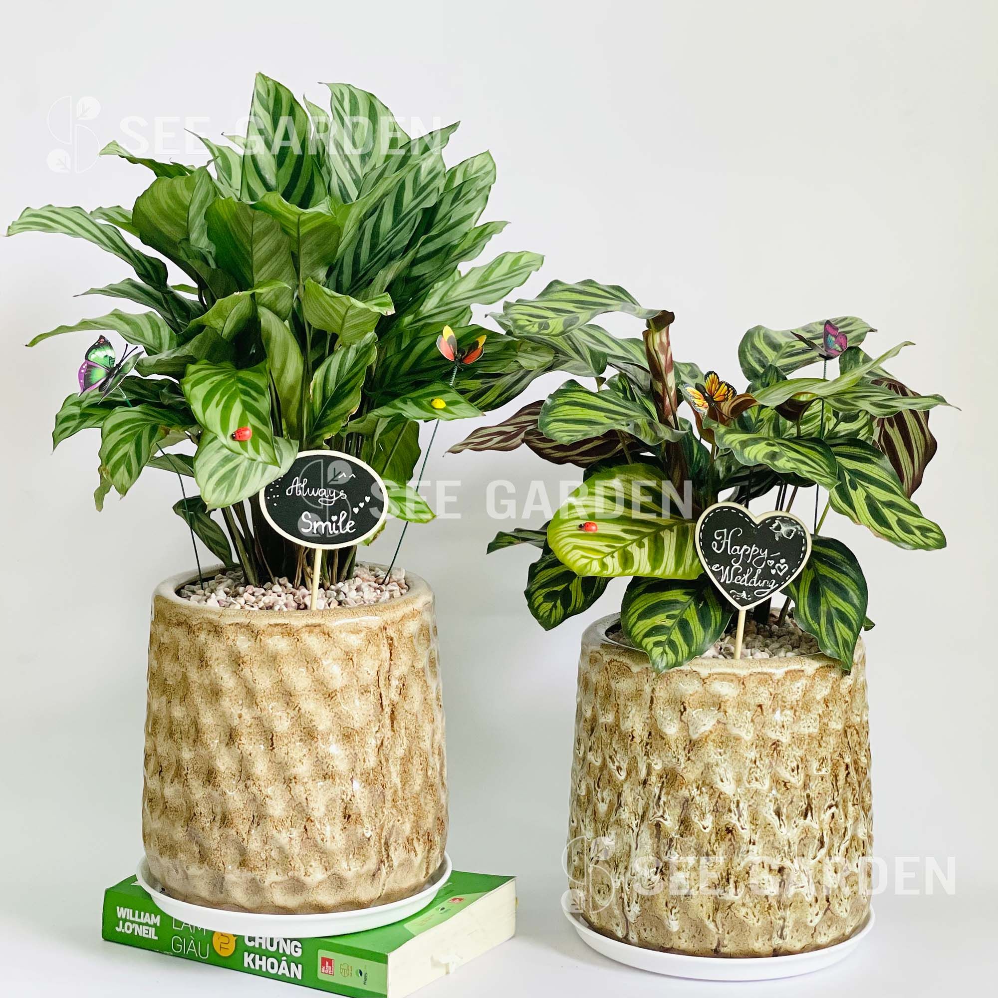  Cặp Đuôi Công Chậu KC2 