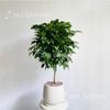  Hạnh Phúc Chậu Lê 