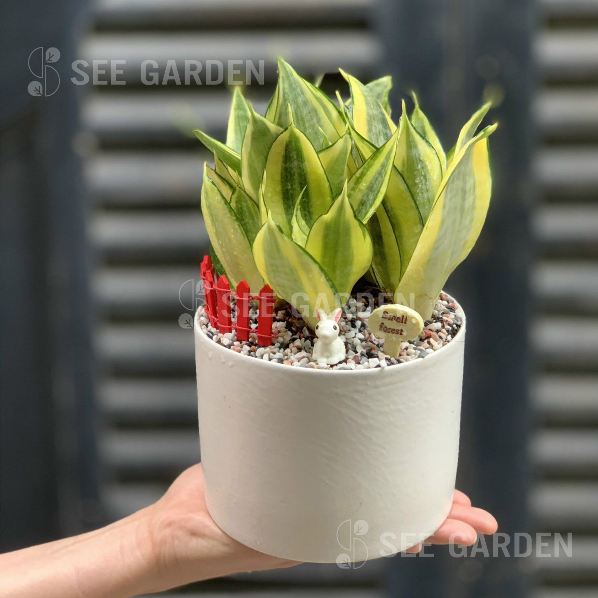  Lưỡi hổ mini 