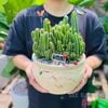 Xương rồng chậu đất nung