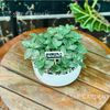 May Mắn Chậu Trụ Bẹt 15