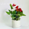  Hồng Môn Chậu Trụ T20 