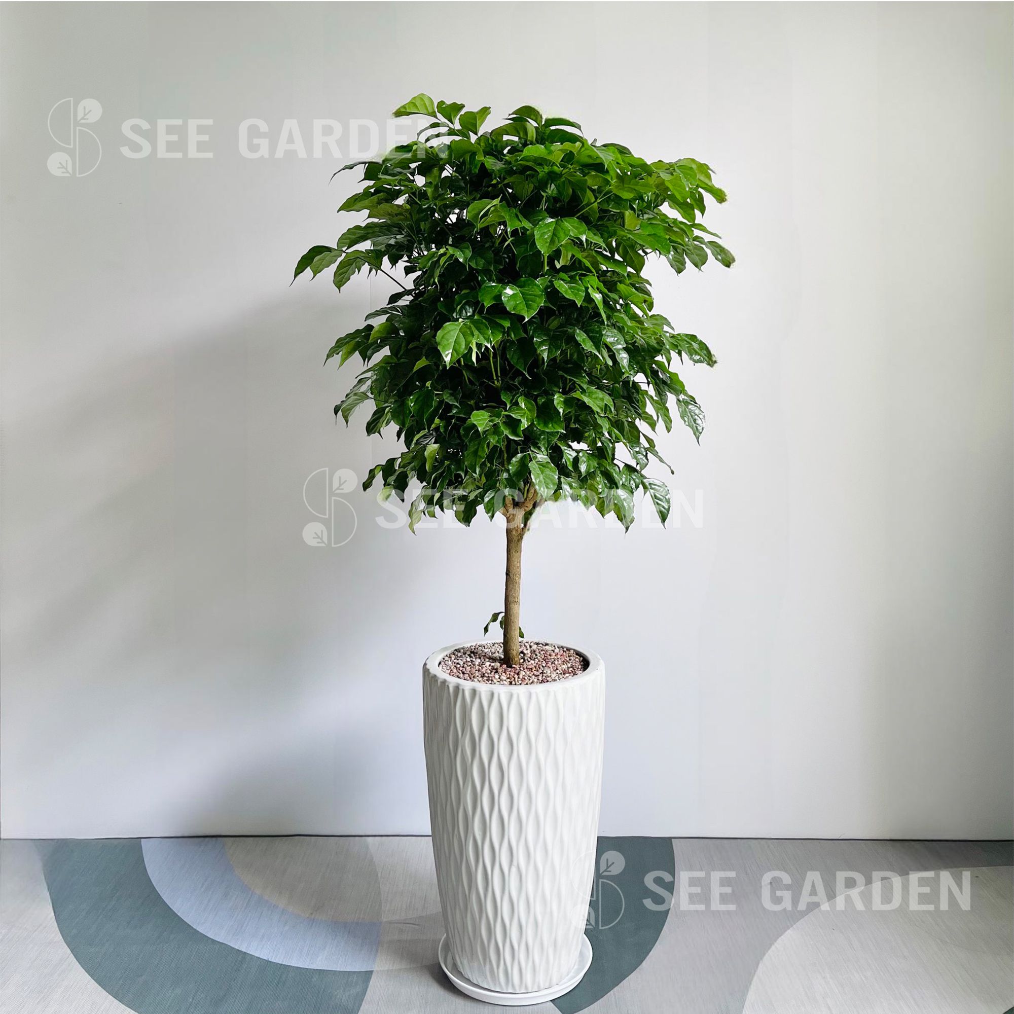  Hạnh Phúc Chậu Ly LV2 