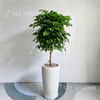  Hạnh Phúc Chậu Ly LV2 