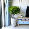 Trúc Bách Hợp Chậu Men LV1