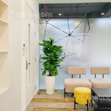  Trầu Bà Leo Cột LT2 [Pothos] 