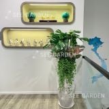  Trầu Bà Lá Xẻ Mix Kèm Chậu Composite D38xH85 