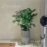  Trầu Bà Lá Xẻ Monstera Size Đại 
