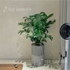Trầu Bà Lá Xẻ Monstera Size Đại