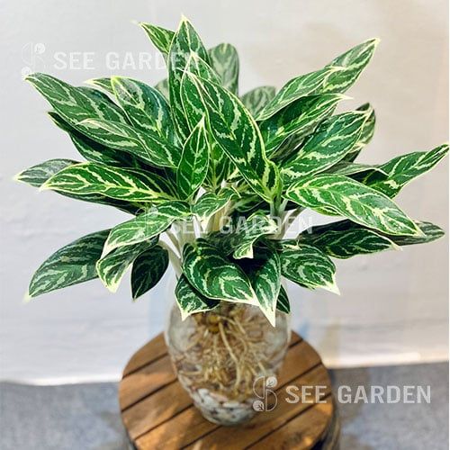  Tiểu bạch mã thuỷ sinh 