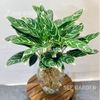  Tiểu bạch mã thuỷ sinh 