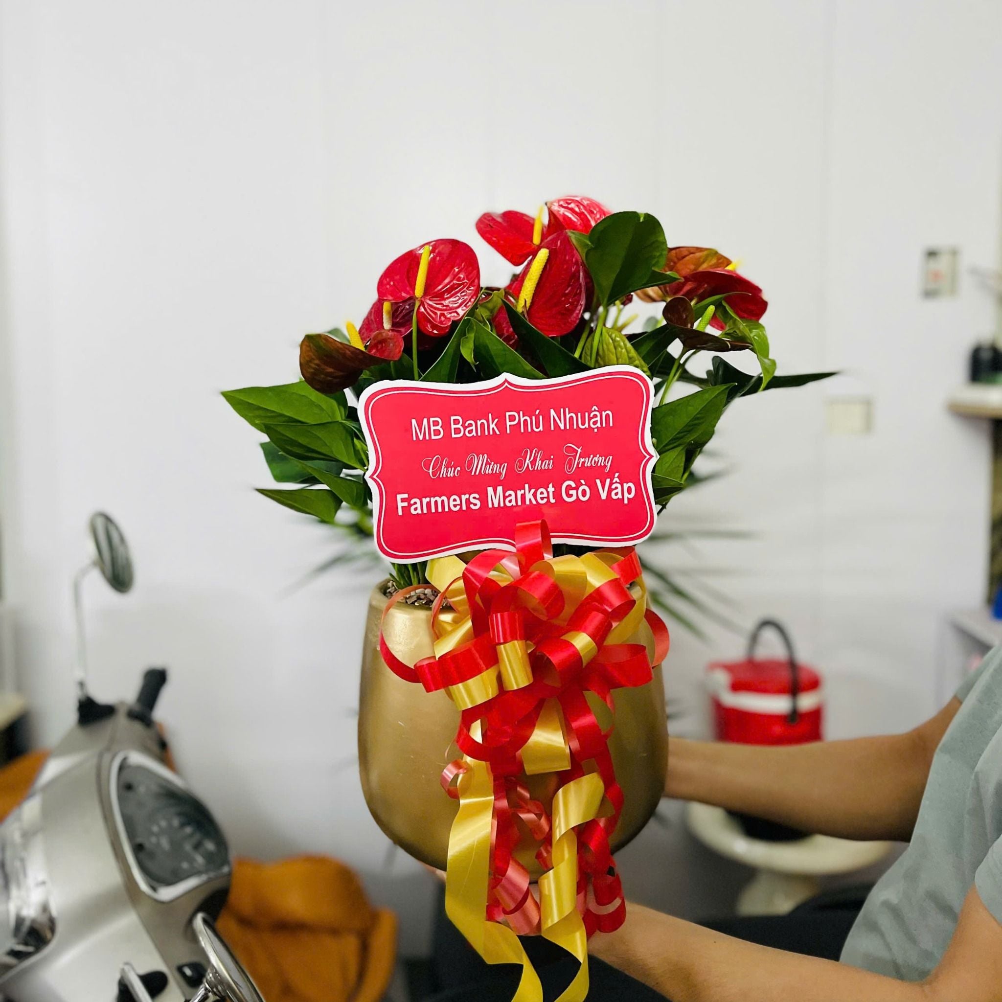  Hồng Môn Chậu Lê 