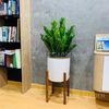  ​​​​​​​Kim Tiền Chậu Men 30cm Kèm Đôn Gỗ 